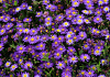 aster agaratoides castor bococas 4 