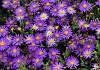 aster ageratoides castor bococas 14 