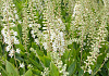 clethra alnifolia white spire darwish 55 