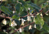 elaeagnus ebbingei green glory bokraglory 0501 01 20 