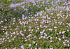 geranium wallichianum joy bokoalsbl 07 
