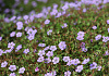 geranium wallichianum joy bokoalsbl 08 