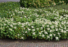 hydrangea paniculata dart s little dot darlido 50 