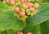 hypericum inodorum orange gem kolmbeau 52 (1)
