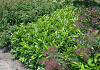 prunus laurocerasus ilona darzalo 52 