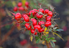 rosa rote hannover bokrahan 17 