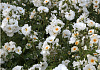 rosa spinnaker bokraruisp 12 