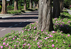 rosa street dance boruistda 59 
