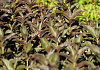 weigela nightfall bocofall 20 