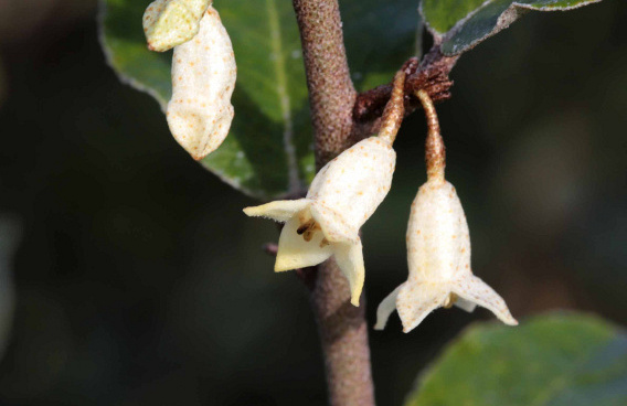 elaeagnus ebbingei green glory bokraglory 0501 01 21 