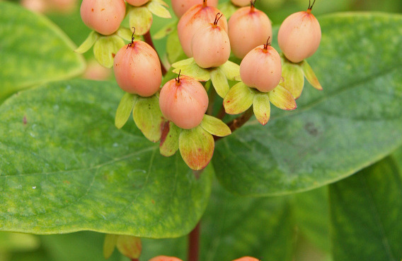 hypericum inodorum orange gem kolmbeau 52 