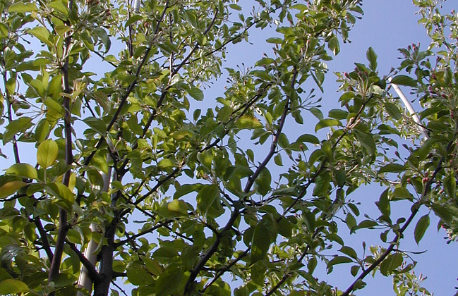 malus hupehensis arie mauritz 02(1)